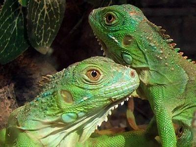 imagen de pareja de Iguanas