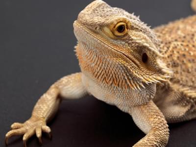 Imagen del Dragón Barbudo