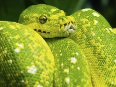 Imagen de serpiente verde